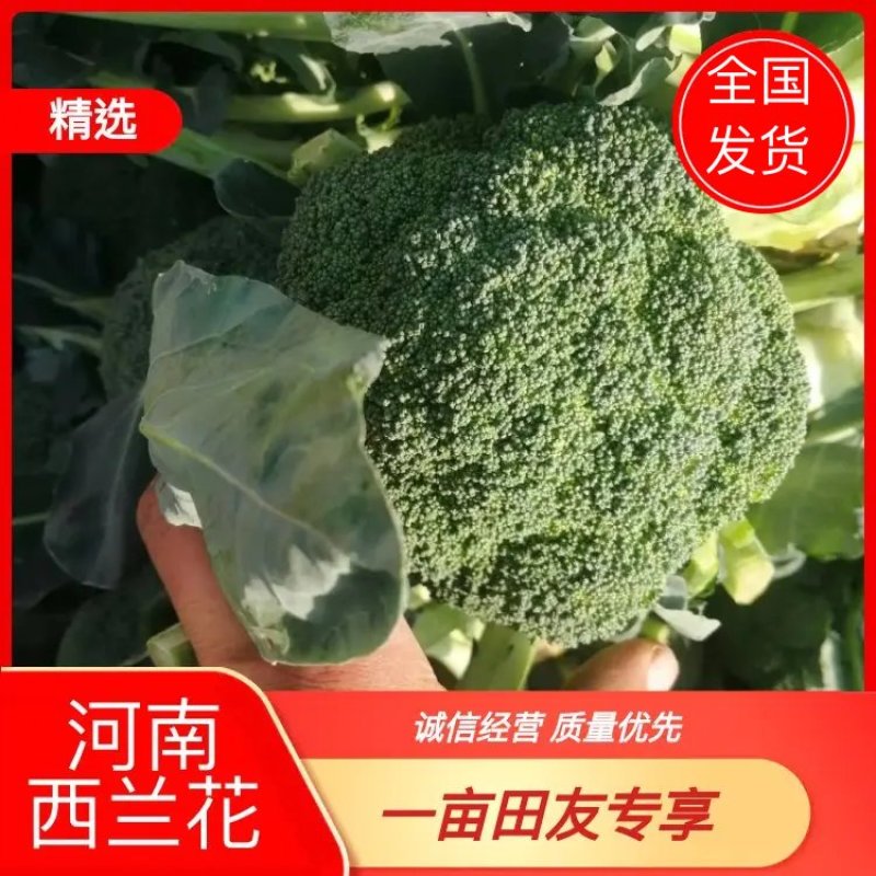 西兰花大量上市了全国供货超市质优价廉货源充足