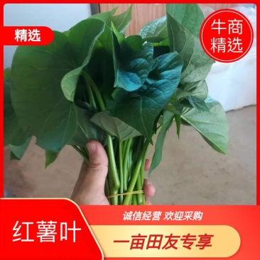 红薯叶(台农)/大棚种植/无污染山区种植/海陆空运发货，