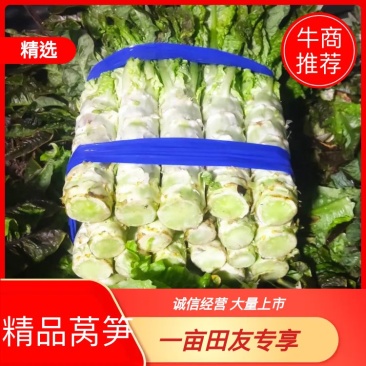 香莴苣红尖叶莴苣万亩大棚种植品质好代收代发产地直供电联