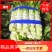 香莴苣红尖叶莴苣万亩大棚种植品质好代收代发产地直供电联