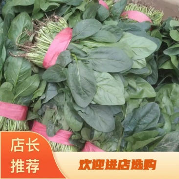 菠菜/大叶菠菜/河北邯郸菠菜/基地直发欢迎来电咨询选购