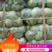 甘蓝中甘甘蓝大量上市产地发货量大从优欢迎老板联系