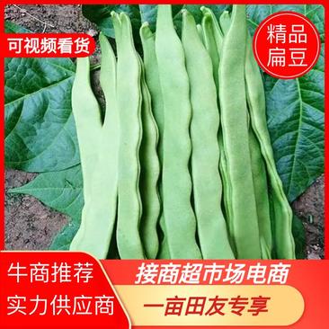 云南扁豆品质保证诚信经营欢迎联系接商超市场电商