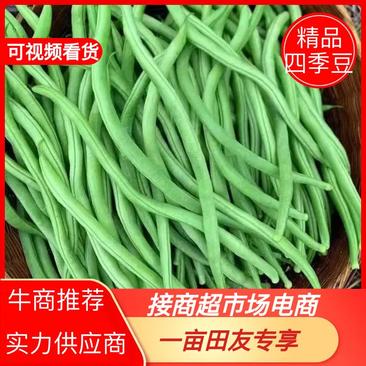 云南四季豆品质保证诚信经营欢迎联系接商超市场电商