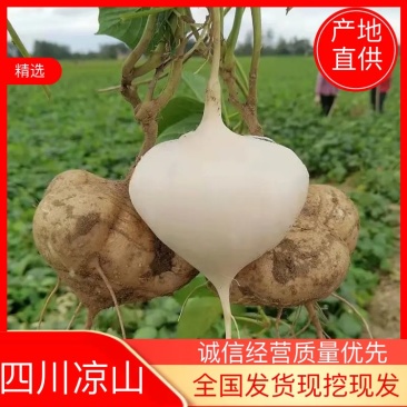 《精品》凉山盐源精品凉薯现挖现发千亩基地欢迎采购