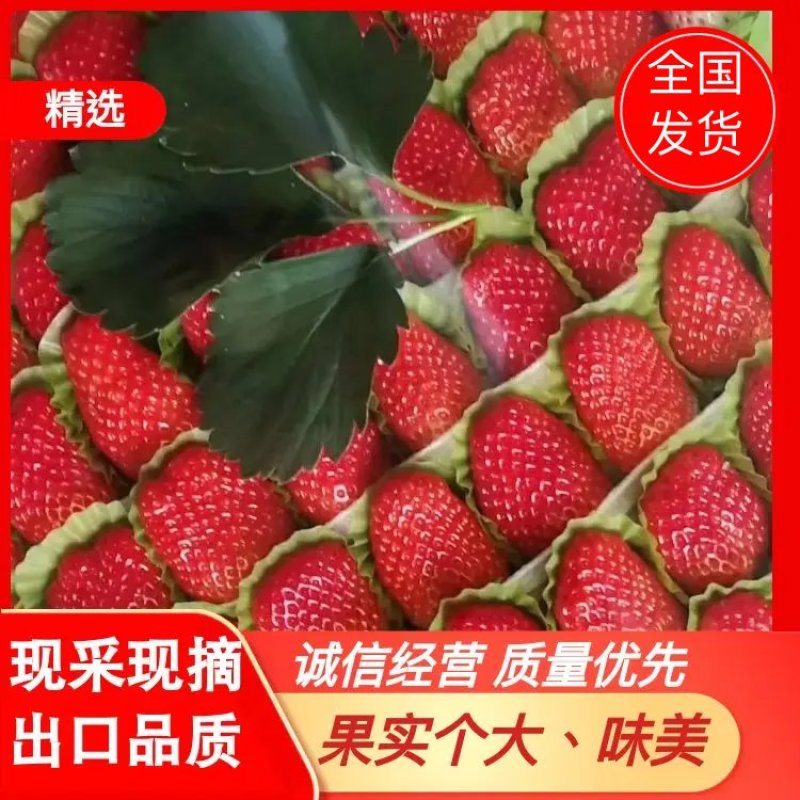 甜宝草莓【万亩草莓种植基地】，整车、零担配车