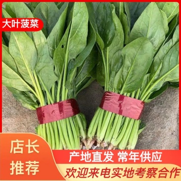 大叶菠菜产地直供，货源充足，价格便宜，可代发车欢迎来电