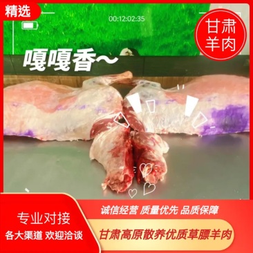 【高原特级草膘羊】鲜羊肉；甘肃跑山羊新鲜现发