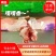 【高原特级草膘羊】鲜羊肉；甘肃跑山羊新鲜现发