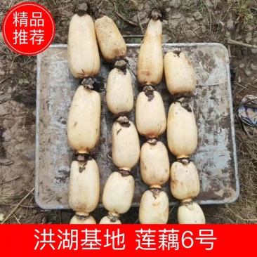 【牛商推荐】洪湖莲藕大量上市常年供应对接批发市场商超