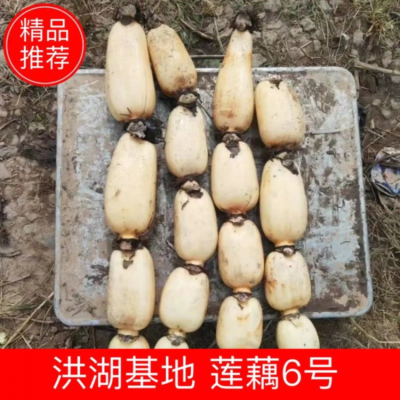 【牛商推荐】洪湖莲藕大量上市常年供应对接批发市场商超