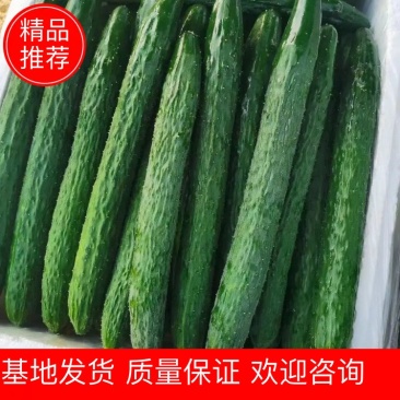 广东密刺，细长翠绿带刺爽脆，当天采摘，精挑精品货