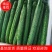 广东密刺，细长翠绿带刺爽脆，当天采摘，精挑精品货