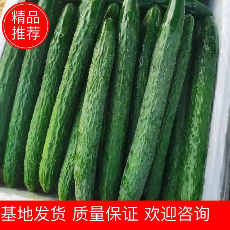 广东密刺，细长翠绿带刺爽脆，当天采摘，精挑精品货
