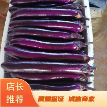 紫长茄，烧烤茄，已大量上市中，市场货电商货一条龙服务模式