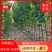 杨树苗无絮杨，速生杨107/2025/3412，3804