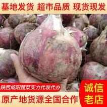 【精品推荐】红皮洋葱大量供应产地一手货源对接全国超市档口价低