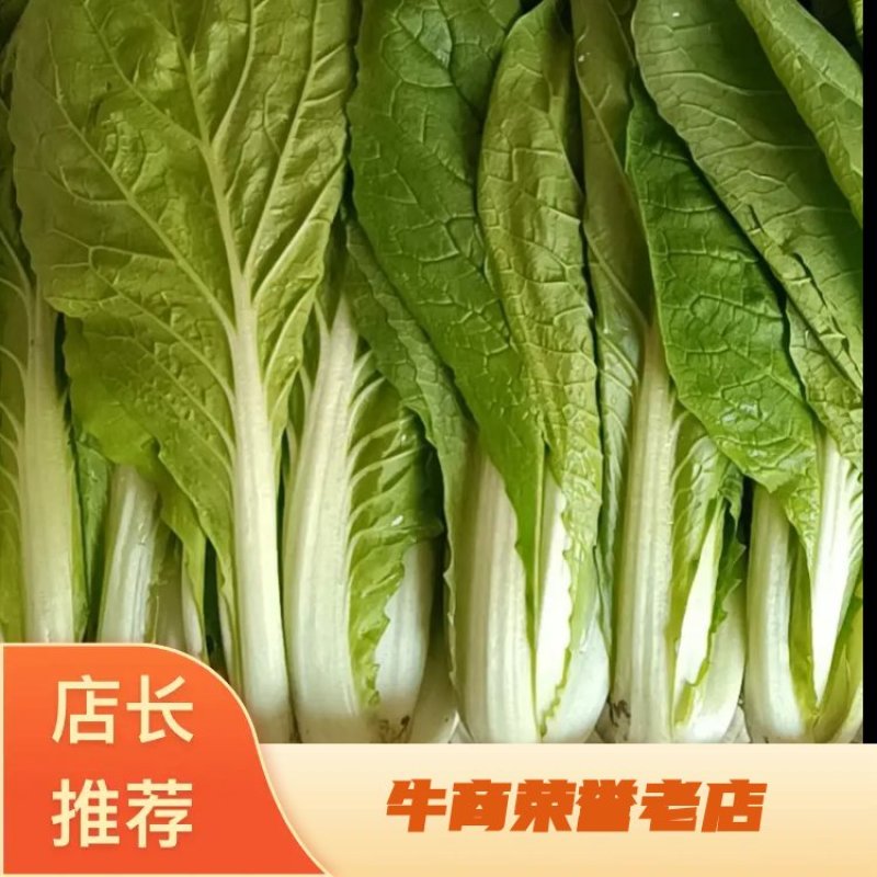 [精品]基地直发精品快菜大量上市品质保障