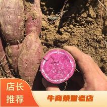 广东紫薯大量上巿产地供应商货源充足质量保证