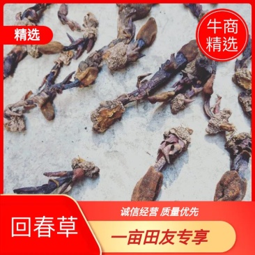 精品干回春草纯野生大量上市品质保证诚信经营可视频看货