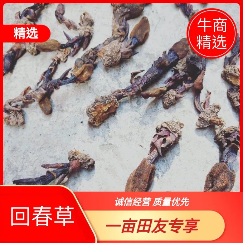 精品干回春草纯野生大量上市品质保证诚信经营可视频看货