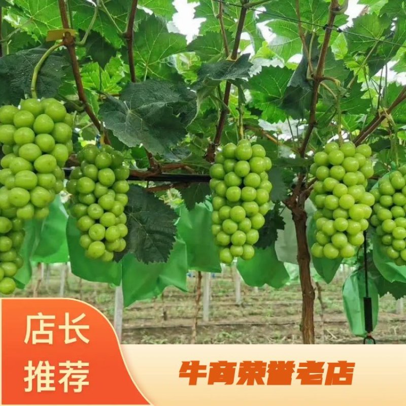阳光玫瑰葡萄苗基地直供，诚信经营，可视频看货
