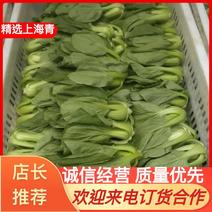 【上海青】蔬菜基地直供新鲜直达现摘现发口感爽脆价格