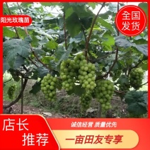 阳光玫瑰葡萄苗，3309m砧木，5BB砧木