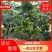 阳光玫瑰葡萄苗，3309m砧木，5BB砧木