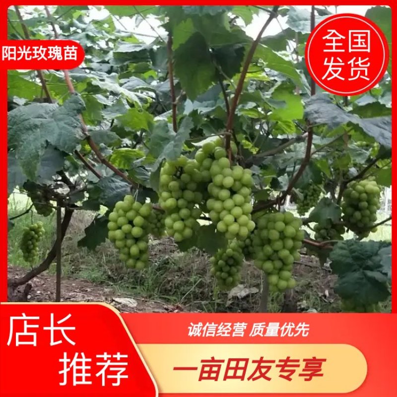 阳光玫瑰葡萄苗，3309m砧木，5BB砧木