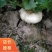基地直销大量出售盘菜质量好价格优欢迎新老客户前来订购种植
