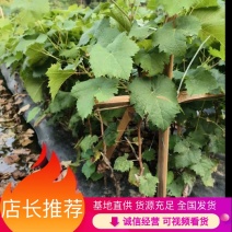 浙江5BB阳光玫瑰苗，基地直供，保质保量，可视频看货