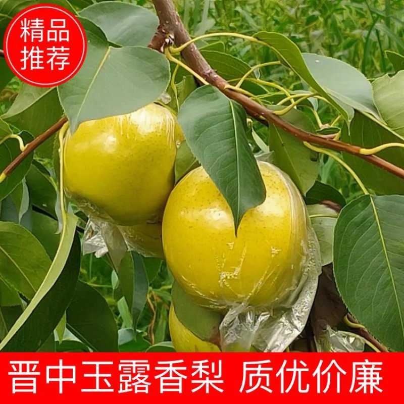 【优选】山西基地种植玉露香梨品质好承接各大商超批发市场