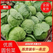 【精品甘蓝】圆甘蓝对接各大商超电商一手货源保质保量