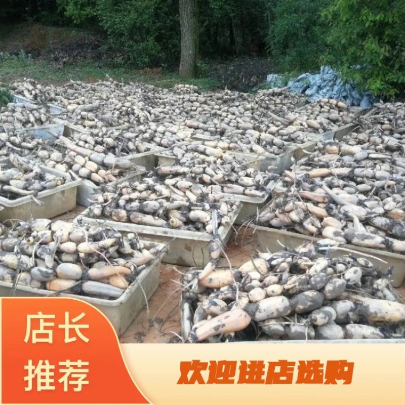 纯正藕种，保质保量，存活率高，欢迎咨询。