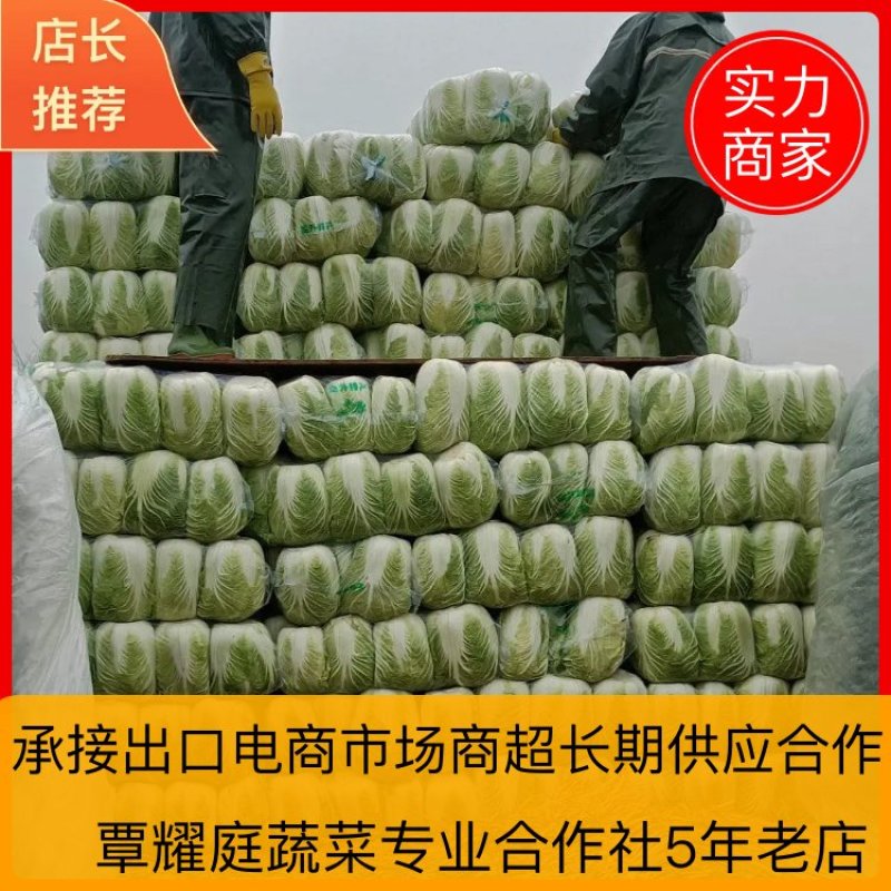 湖北咸宁黄心大白菜大量上市商超市场电商长期供应要的联系