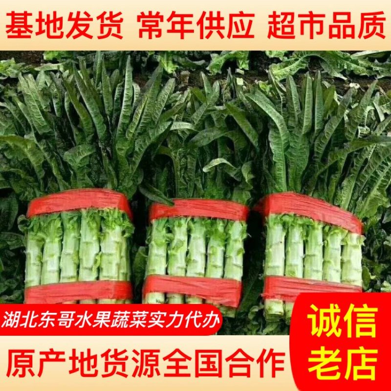 【产地货源】莴笋万亩种植基地大量上，欢迎各地客商来电咨询