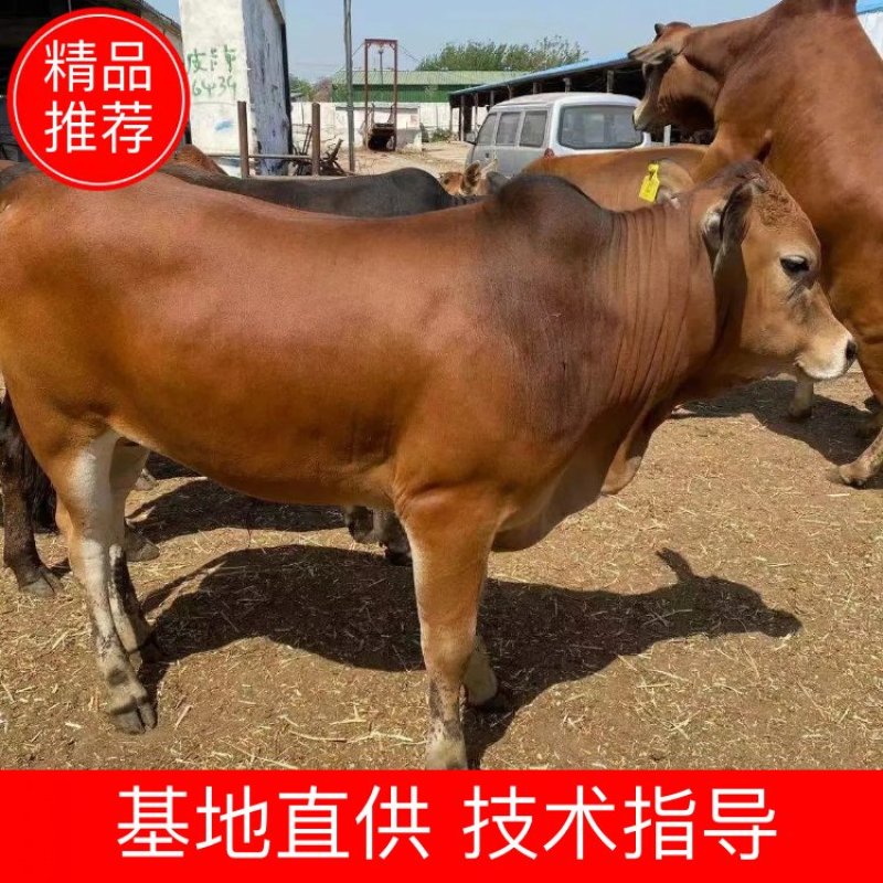 育肥牛犊小牛犊小牛仔小牛娃小肉牛买十送一包技术包回