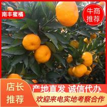 广西南丰蜜橘桔大量货源可丁园可收百家果，可对接外贸，电商