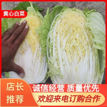 江苏大白菜黄心白菜棵形好嫩菜产地直发质量保证