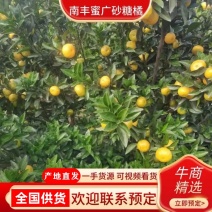 南丰蜜橘，沙糖桔，广橘，蜜广，电商货，市场货，欢迎咨询
