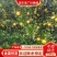 南丰蜜橘，沙糖桔，广橘，蜜广，电商货，市场货，欢迎咨询