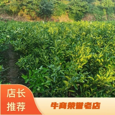 明日见，沃柑，爱媛38，不知火，春见，碰柑苗规格齐全
