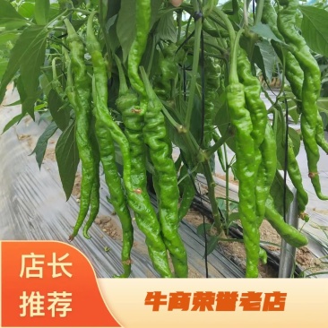 精品螺丝椒基地直供一手货源品质保证诚信经营欢迎采购
