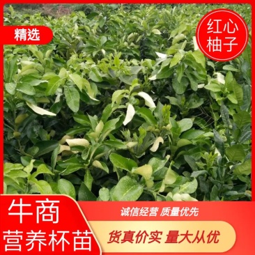 柚子苗.红心柚子苗.三红柚子苗树苗基地直发货源充足