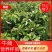 柚子苗.红心柚子苗.三红柚子苗树苗基地直发货源充足