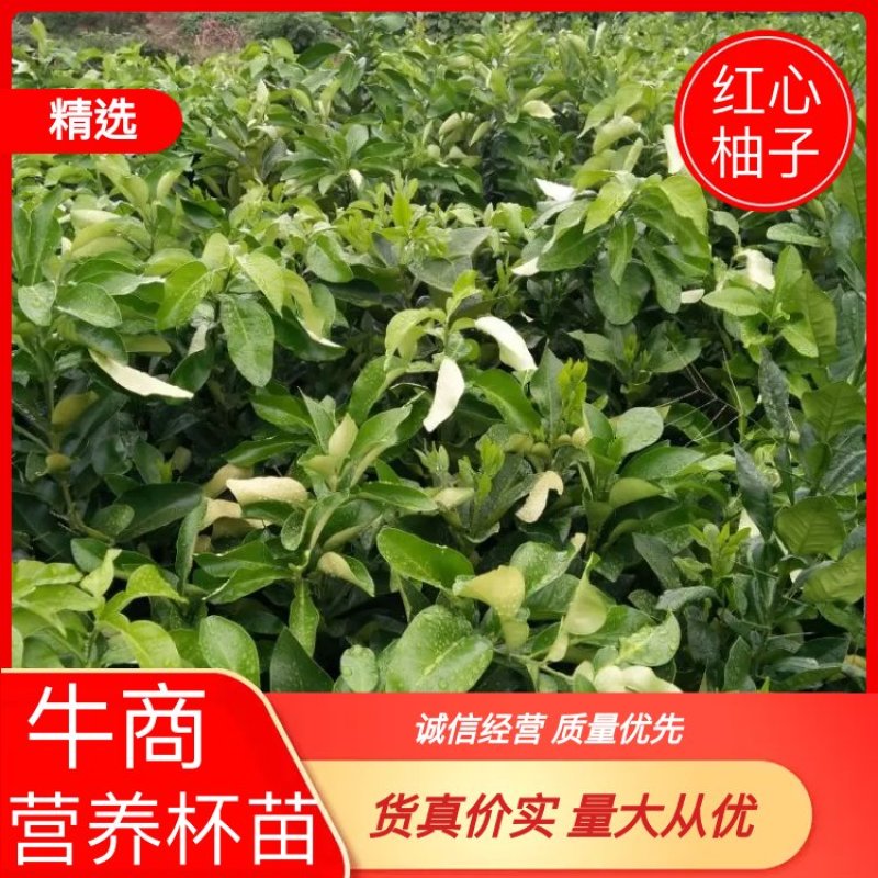 柚子苗.红心柚子苗.三红柚子苗树苗基地直发货源充足