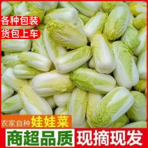 湖北襄阳宜城精品小娃娃菜毛菜净菜按需包装欢迎咨询合作