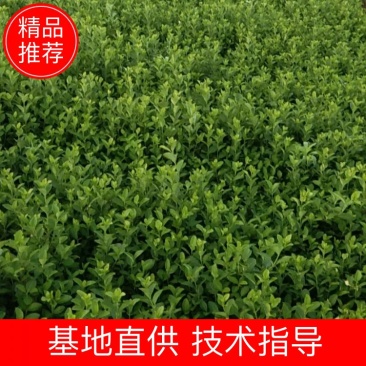 绿化苗卫矛，四季常青
