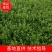 绿化苗卫矛，四季常青